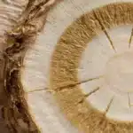 Aufgeschnittene Bergwurzel mit sichtbarer Struktur